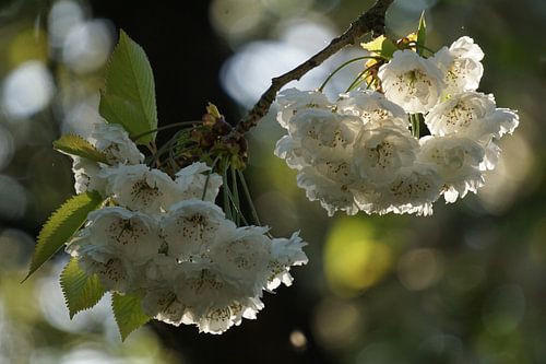zonlicht op witte bloemen