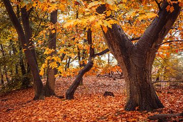 Forêt d'automne Loonse en Drunense Duinen sur Zwoele Plaatjes