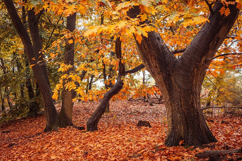 Forêt d'automne Loonse en Drunense Duinen par Zwoele Plaatjes