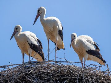 Drie ooievaars in het nest van Teresa Bauer