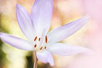  Bright flower