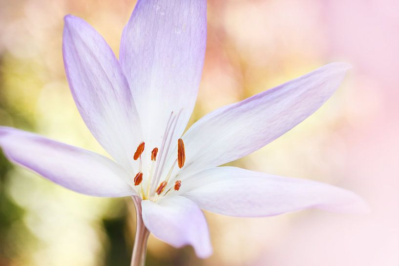  Bright flower von Michelle Zwakhalen