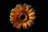 Gelbe Gerbera