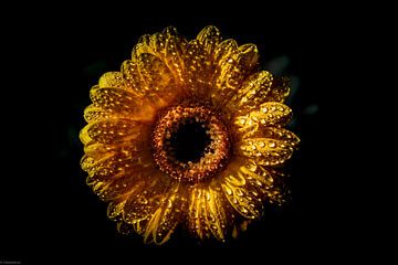 Yellow Gerbera van Arjen Uijttenboogaart