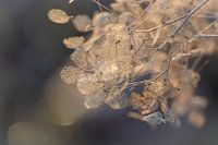 Verfijnde gouden Hortensia bloemen in de winter