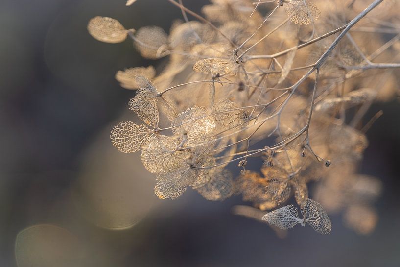 Verfijnde gouden Hortensia bloemen in de winter van Imladris Images