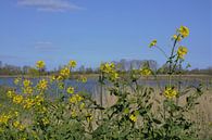 Bloemen in de berm van A'da de Bruin thumbnail
