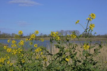 Bloemen in de berm