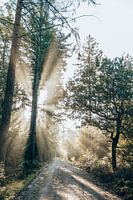 Rayons de soleil en Drenthe - Forêt de Gieten-Borger - Promenade en forêt en Drenthe