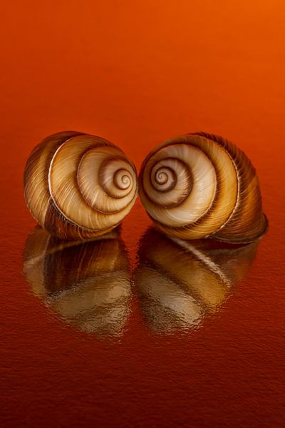 Warm oranje: Samen in warme kleuren van Marjolijn van den Berg