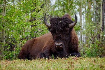 Bison on the Alaska Highway by Roland Brack