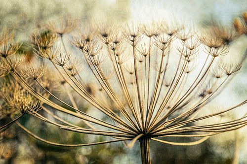Giant hogweed in Autumnal Attire