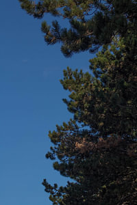 Schöne Bäume