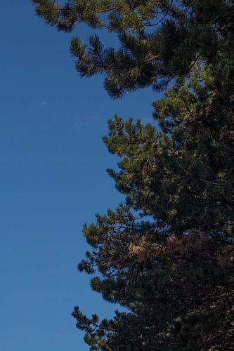 Prachtige bomen