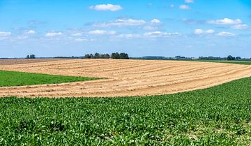 Sugar beet and wheat