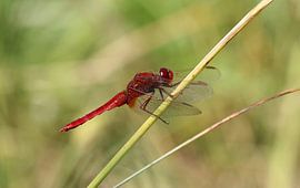 Feuerlibelle von Matthias Brix