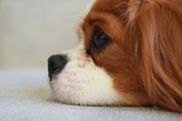 Dog photographed from the side