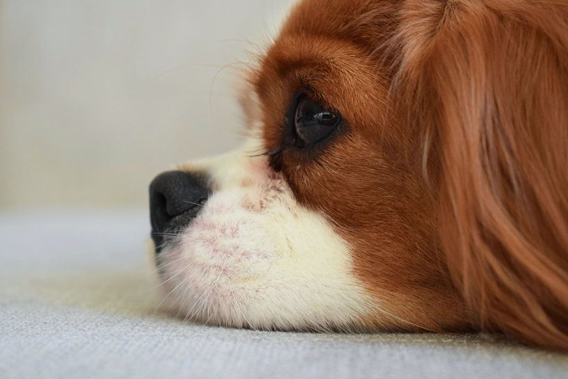 Dog photographed from the side by Chloe 23