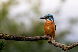 King of the Water’s Edge by M.J. Lagerwerf