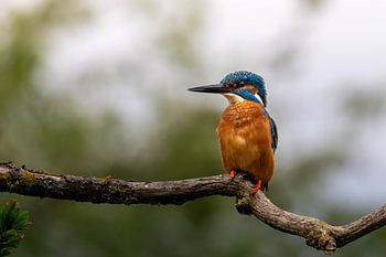 King of the Water’s Edge