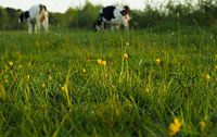 Ochtendlicht op boterbloemen in weiland met koeien by Cornelis Heijkant thumbnail