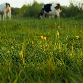 Ochtendlicht op boterbloemen in weiland met koeien van Cornelis Heijkant