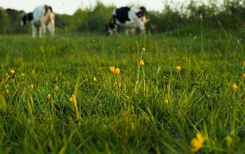 Ochtendlicht op boterbloemen in weiland met koeien