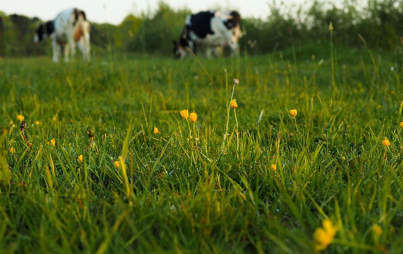 Ochtendlicht op boterbloemen in weiland met koeien by Cornelis Heijkant