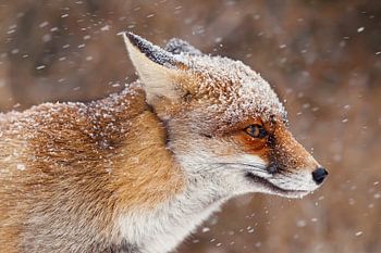 Fuchsporträt im Schneesturm