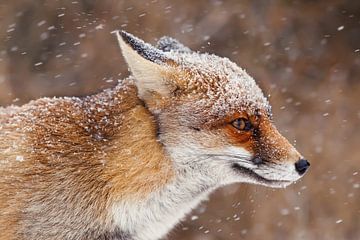 Fuchsporträt im Schneesturm von Roeselien Raimond