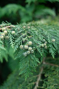 Fris groene takjes van de conifeer art print - botanische natuurfotografie van Christa Stroo fotografie