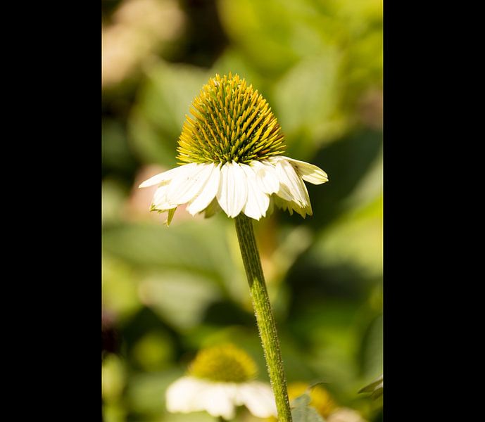 fragiel, sterk, rechtop, de zonnehoed par maaike netten