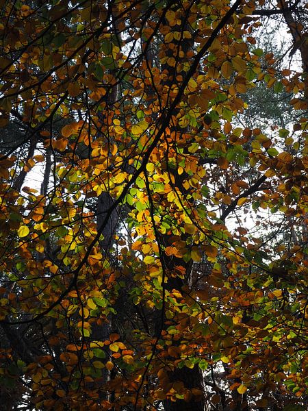 Feuilles d'automne par Marieke