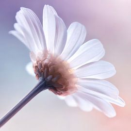 Margerite von Violetta Honkisz