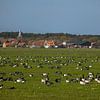 Rotganzen in de polder op Terschelling van Marlin van der Veen