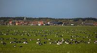 Rotganzen in de polder op Terschelling