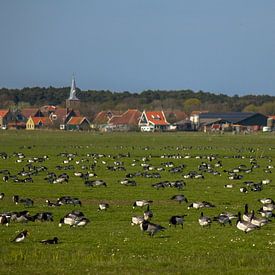 Rotganzen in de polder op Terschelling sur Marlin van der Veen