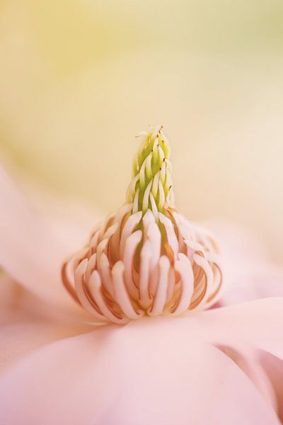 Sweet magnolia van LHJB Photography