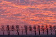 Une rangée d'arbres au coucher du soleil par Menno Schaefer Aperçu