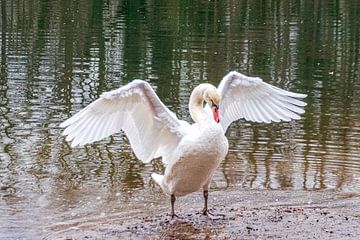 Ein majestätischer Schwan breitet seine Schwingen aus von Jurjen Jan Snikkenburg