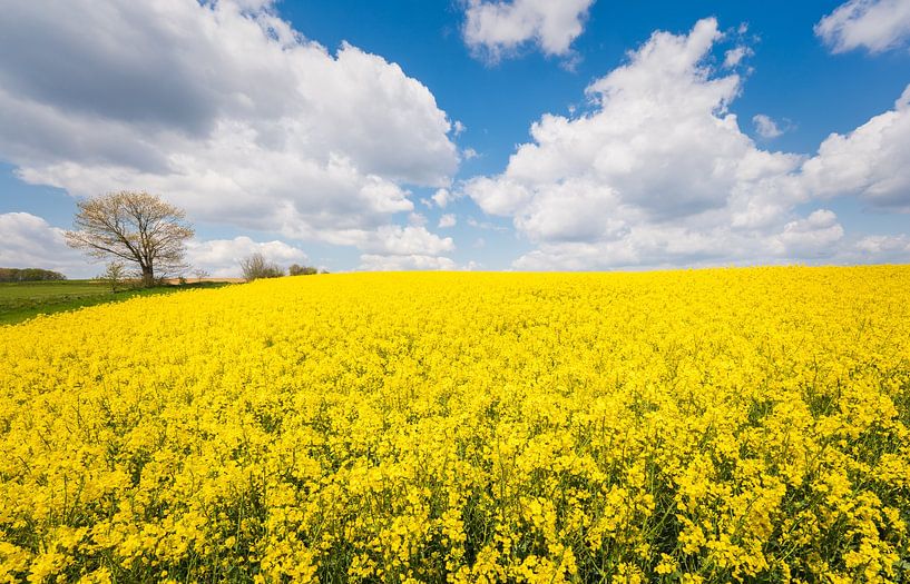 Yellow flower power by Loris Photography