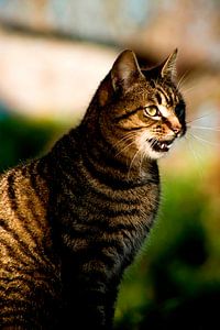 Katze (1)