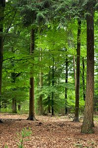 Gemengd bos op de Hoge Veluwe van Corinne Welp