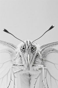 Schmetterling