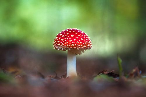 Hallo herfst