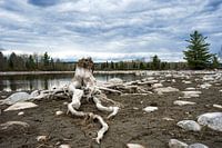White tree roots by a lake