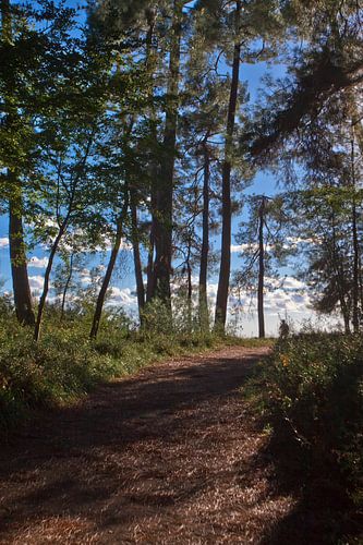 The path to the sun. Footpath in a beautiful pine forest. Pitsundskaya grove relic pine. Tourism in 