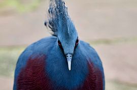 Les yeux dans les yeux