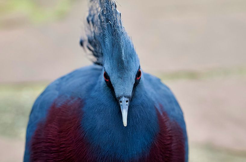 Eye to eye by Laura Krol