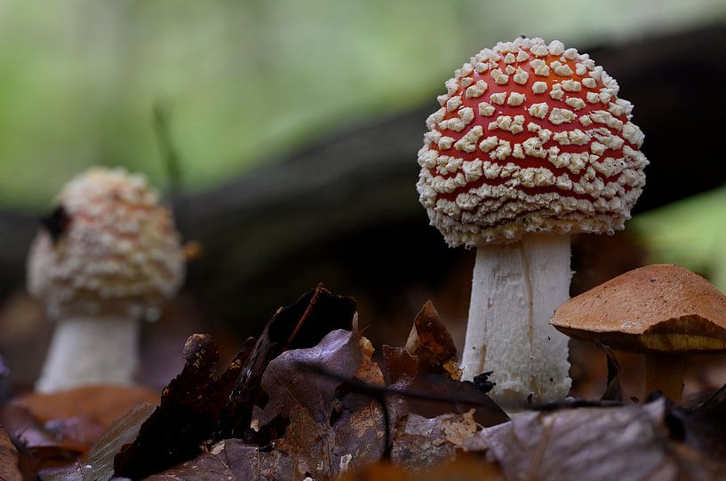 Agaric tue-mouches par Peter Bartelings